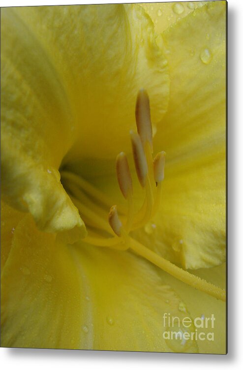 Flower Metal Print featuring the photograph Like Butter by Mark Holbrook