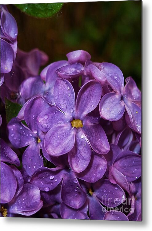 Lilac Metal Print featuring the photograph Lilac Flowers by Amalia Suruceanu