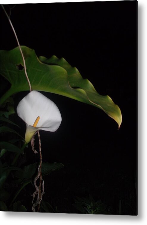 Lily Metal Print featuring the photograph Lily by Ingrid Van Amsterdam