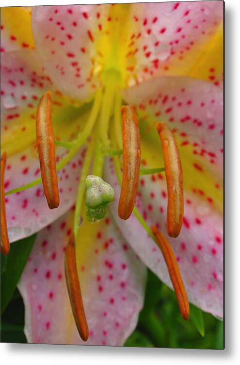 Lily Metal Print featuring the photograph Lily Macro by Juergen Roth