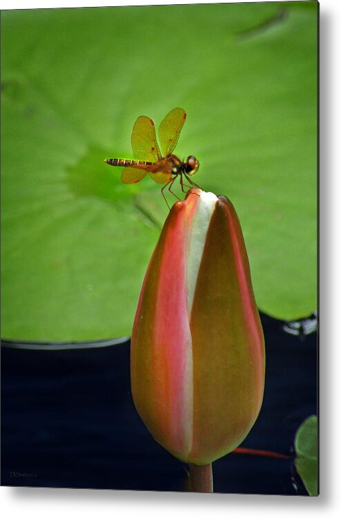 Nature Metal Print featuring the photograph Lily Pond Amberwing by Deborah Smith