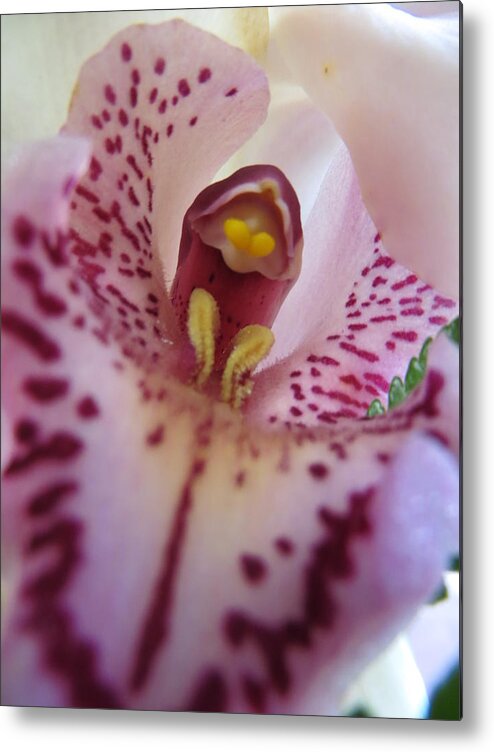 Lily Metal Print featuring the photograph Lily by Tim Townsend