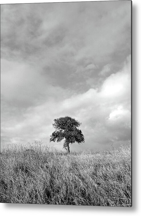 Black And White Metal Print featuring the photograph Little Lone Oak Tree by Pamela Patch