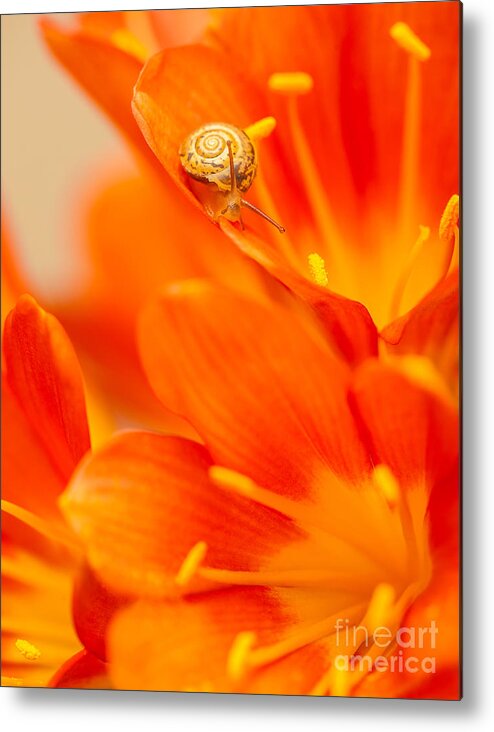 Animal Metal Print featuring the photograph Little snail on red crocus flower by Anna Om