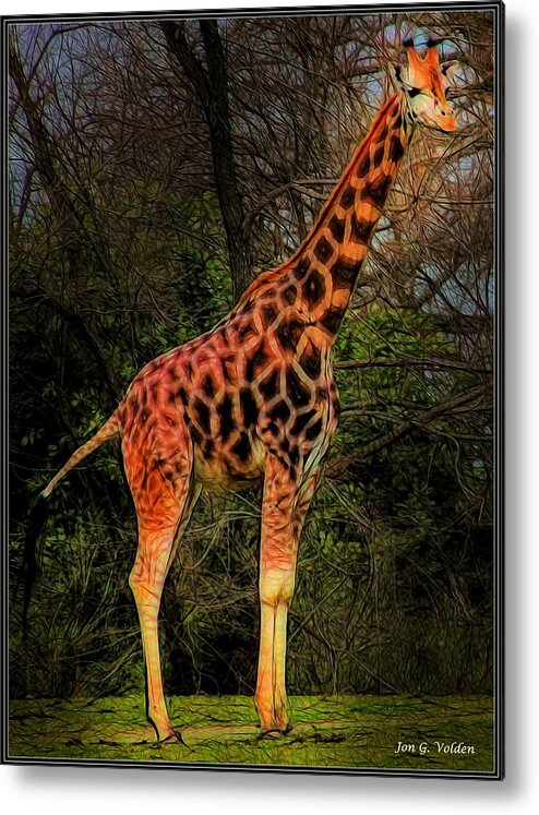 Giraffe Metal Print featuring the painting Lone Giraffe by Jon Volden