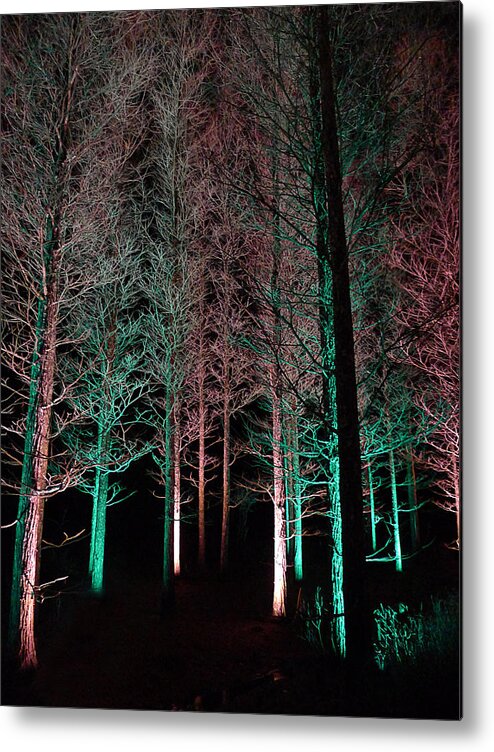 Longwood Metal Print featuring the photograph Longwood Gardens - Tree Walk at Night by Richard Reeve