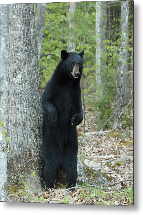 Bears Metal Print featuring the photograph Looking for Danger by Duane Cross