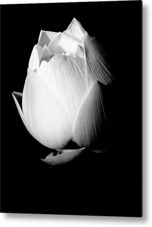 Lotus Metal Print featuring the photograph Lotus in Black and White by Kara Stewart