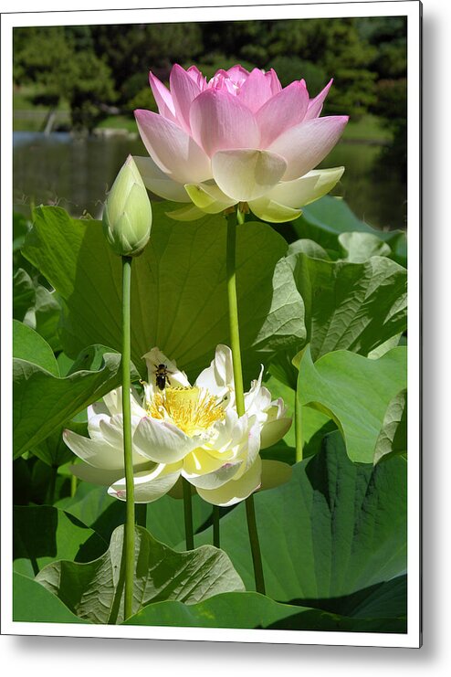Lotus Metal Print featuring the photograph Lotus in Bloom by John Lautermilch