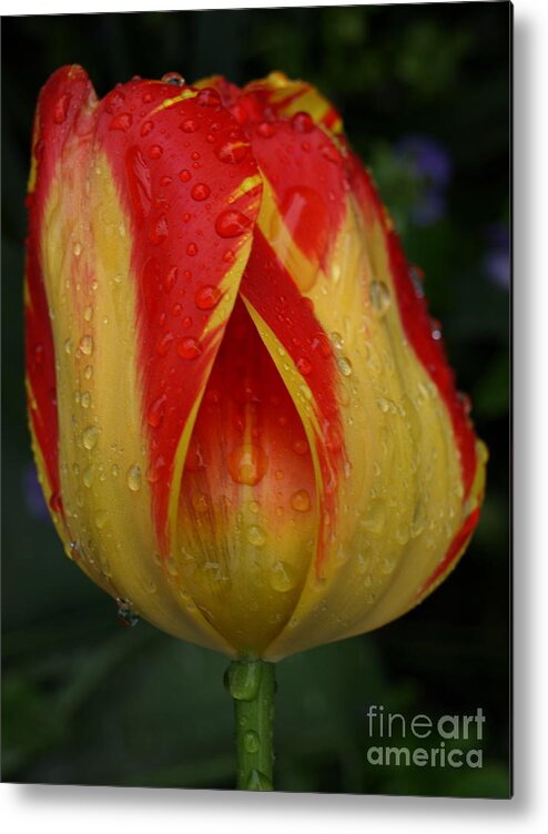 Red Metal Print featuring the photograph Lovely Tulip by Jacklyn Duryea Fraizer