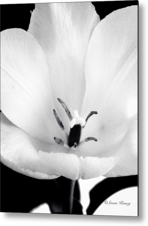 Flower Metal Print featuring the photograph Luminance by Susan Kinney