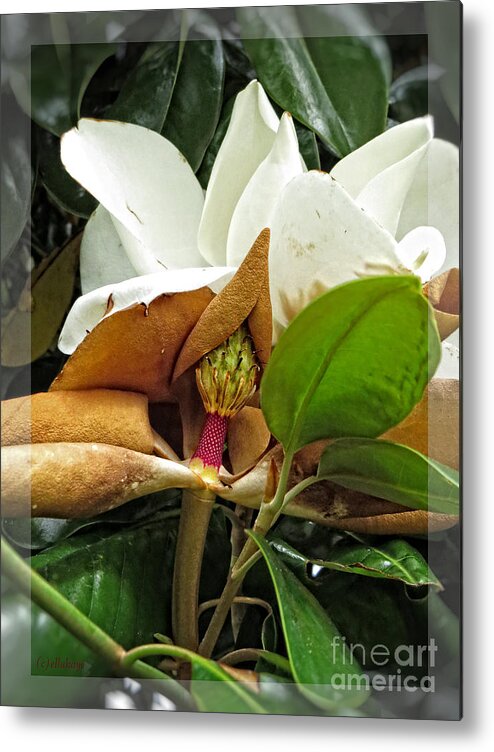 Magnolia Flower Metal Print featuring the photograph Magnolia Flowers - Flower of Perseverance by Ella Kaye Dickey