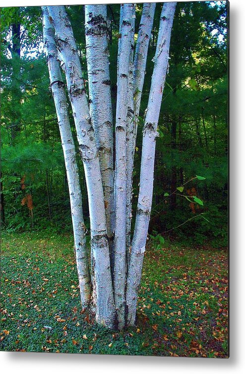 Birch Trees Metal Print featuring the photograph Micro-grove by Daniel Thompson