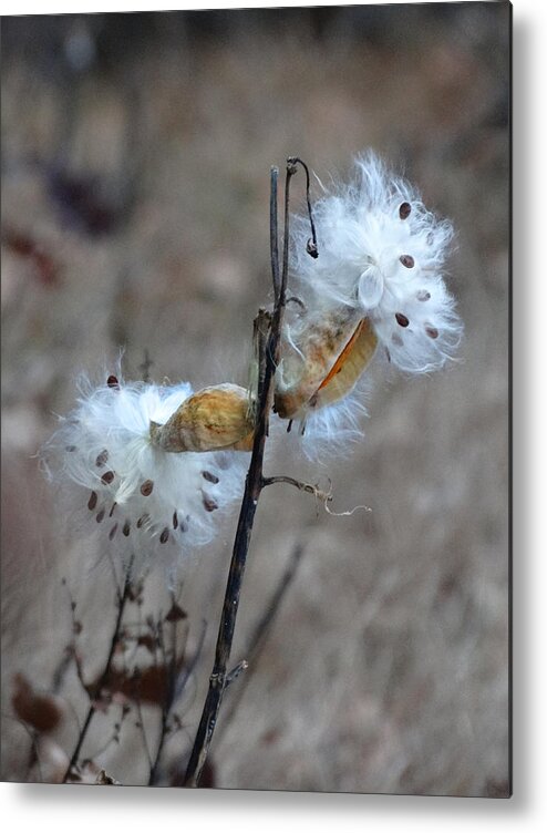 Seeds Metal Print featuring the photograph Milkweed Seed Pods by David T Wilkinson
