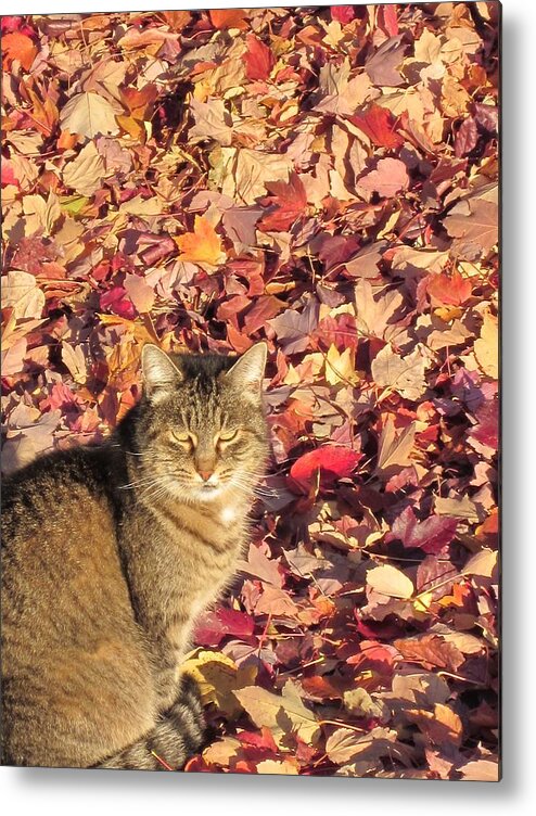 Cat Metal Print featuring the photograph Miss Daisy by Marianne Werner