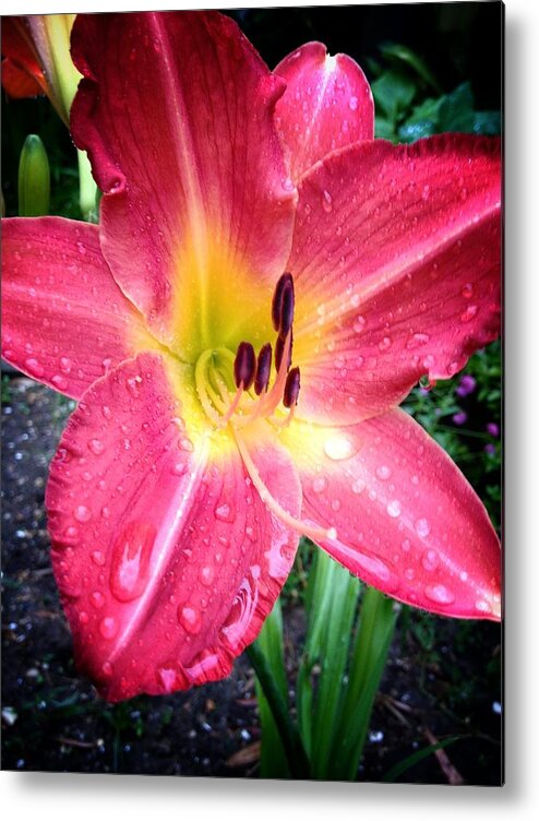 Daylilly Metal Print featuring the photograph Mom's Secret Garden by John Duplantis