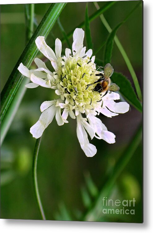 Monet Metal Print featuring the photograph Monet's Garden Bee. Giverny by Jennie Breeze