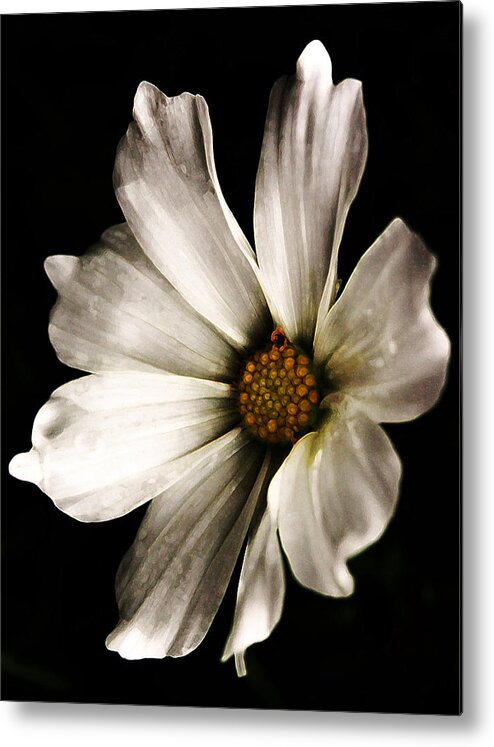 Coreopsis Metal Print featuring the photograph Moody Bloom by Susan McMenamin