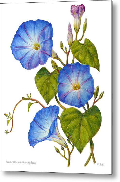 Morning Glories Print Metal Print featuring the painting Morning Glories - Ipomoea tricolor Heavenly Blue by Janet Zeh