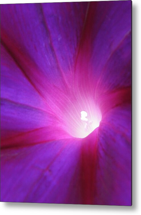 Morning Glory Metal Print featuring the photograph Morning Glory ll by Tracy Male