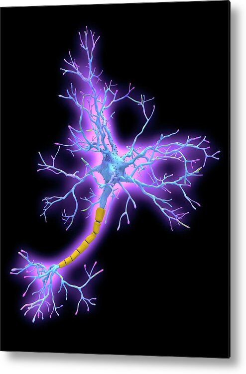 Artwork Metal Print featuring the photograph Neuron by Alfred Pasieka/science Photo Library