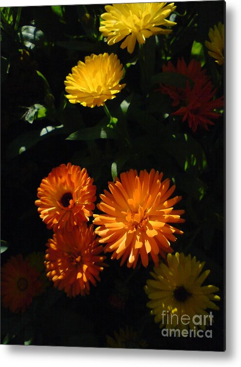 Old-fashioned Marigolds Metal Print featuring the photograph Old-Fashioned Marigolds by Martin Howard