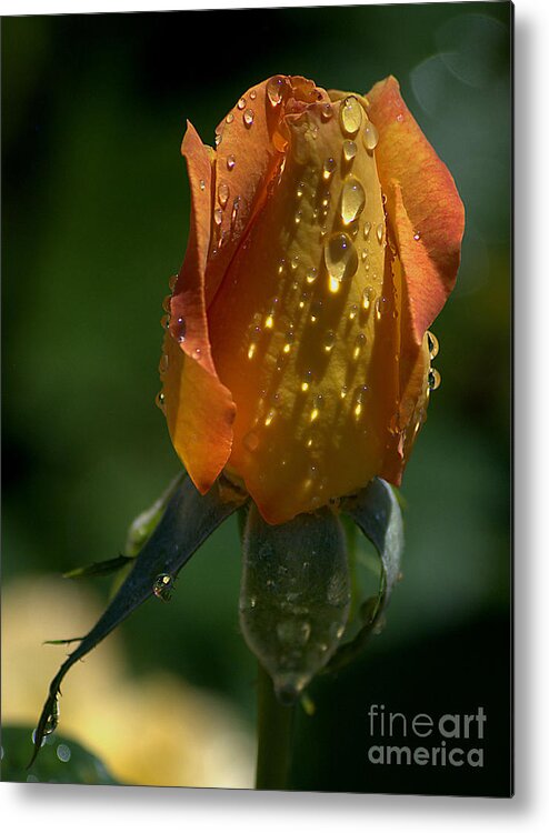 Rose Metal Print featuring the photograph Orange Bud by Sharon Elliott