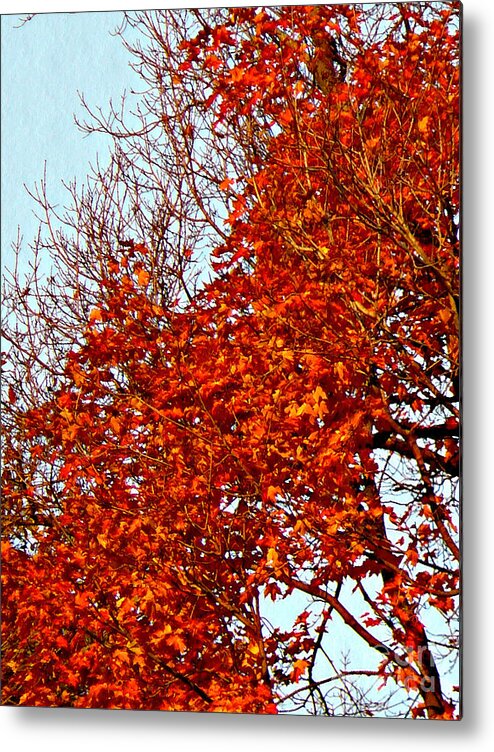 Nature Photograph Metal Print featuring the photograph Orange Red Blanket by Chris Sotiriadis