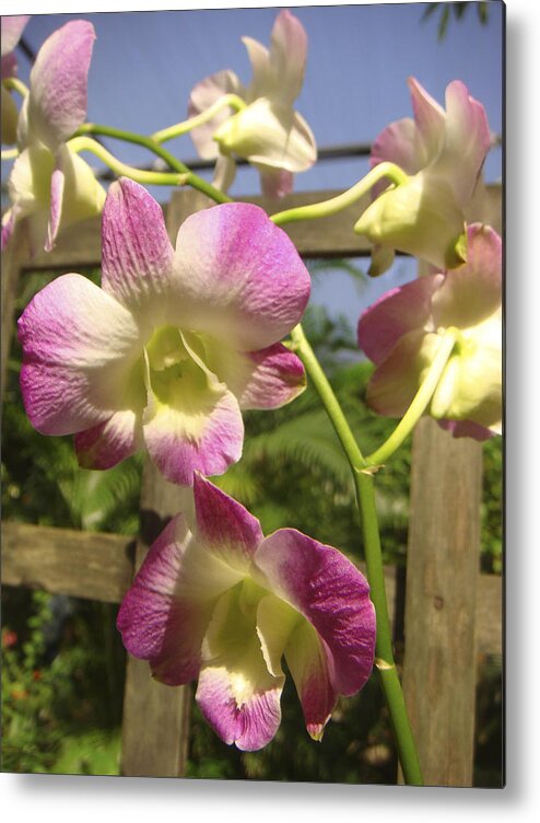 Orchid Metal Print featuring the photograph Orchid Splendor by Karen Zuk Rosenblatt