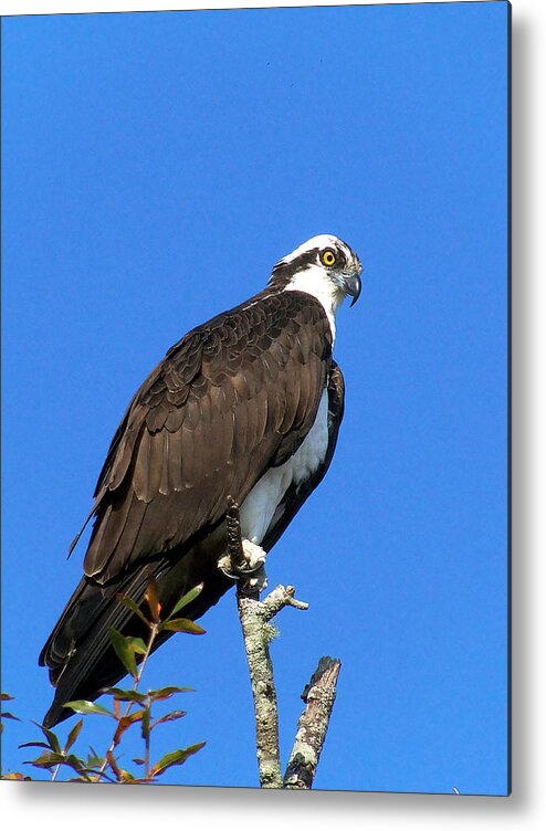 Osprey Metal Print featuring the photograph Osprey 111 by Christopher Mercer