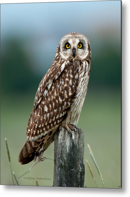 Short Eared Owl Metal Print featuring the photograph Owl see you by Torbjorn Swenelius