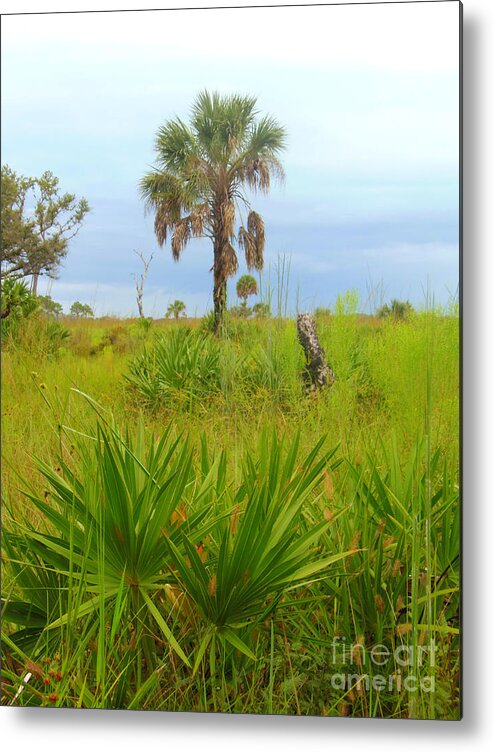  Florida Metal Print featuring the photograph Palmetto and Palm by Lou Ann Bagnall