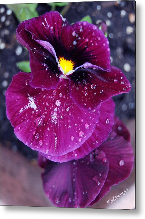 Flower Metal Print featuring the photograph Pansy in the Dew by Vallee Johnson