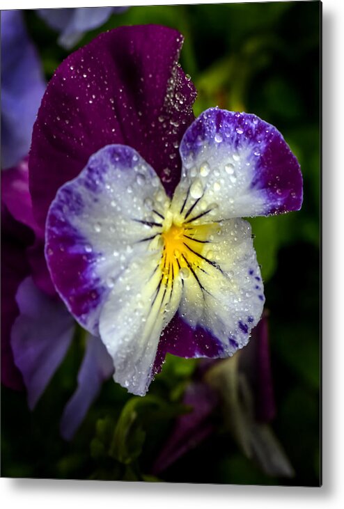 Flower Metal Print featuring the photograph Pansy by Robert Mitchell