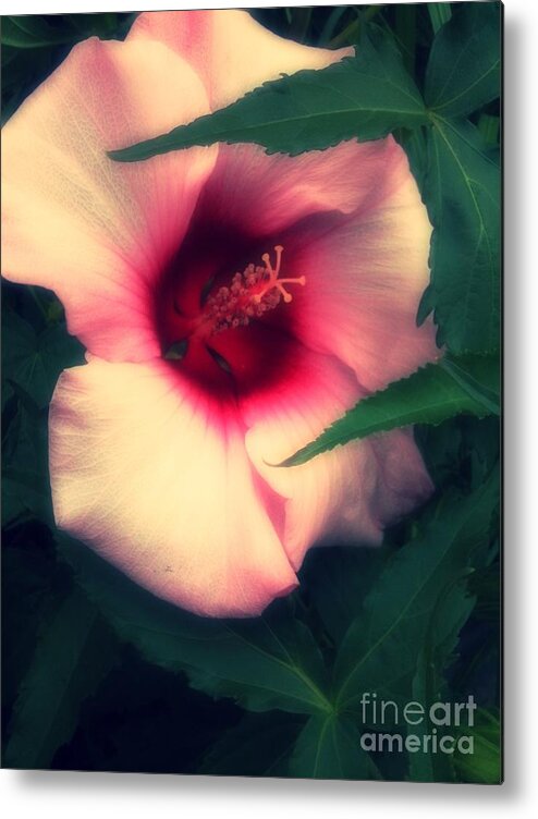 Pink Metal Print featuring the photograph Pause by Raena Wilson