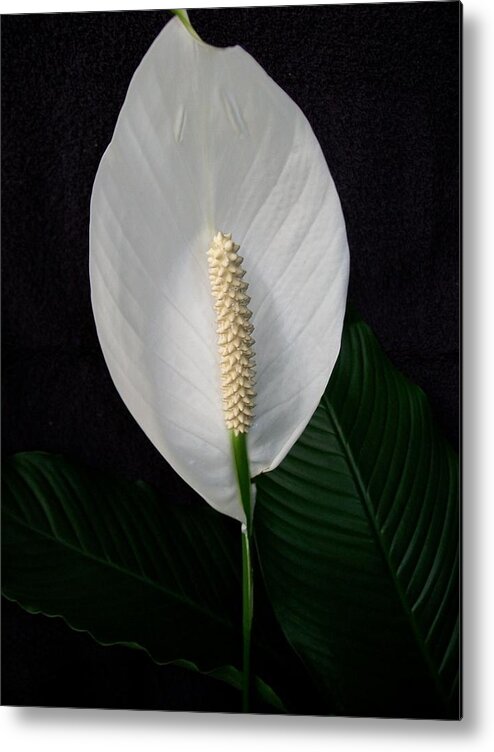 Lily Metal Print featuring the photograph Peace Lily by Sharon Duguay