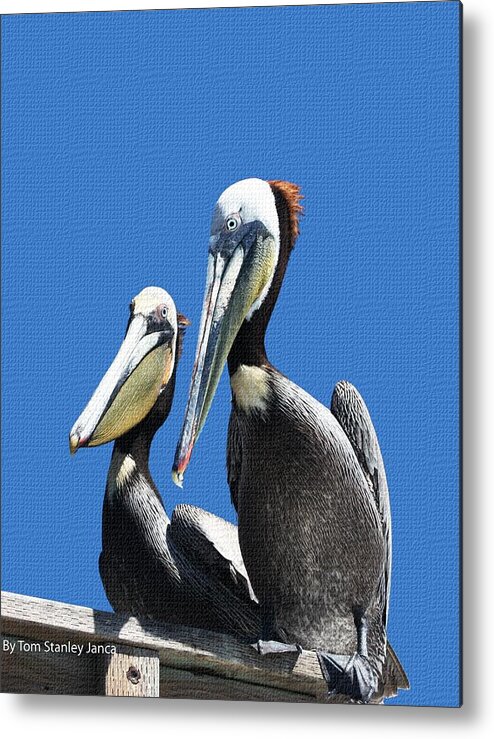Pelican Pair Metal Print featuring the photograph Pelican Pair by Tom Janca