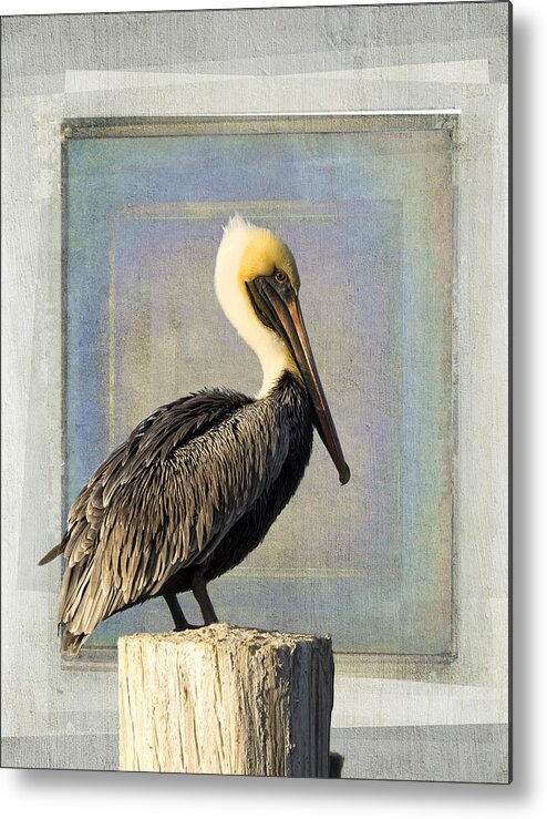 Pelican Metal Print featuring the photograph Pelican Portrait by Don Schiffner