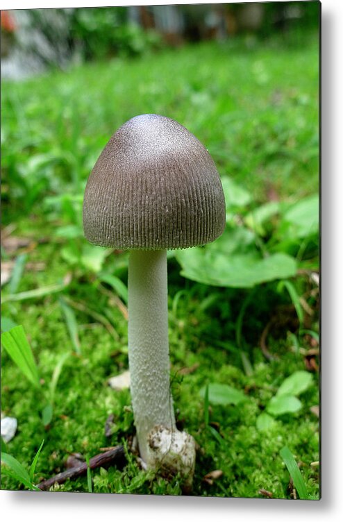 Mushroom Metal Print featuring the photograph Pennsylvania Woodland Fungi 3 by Richard Reeve