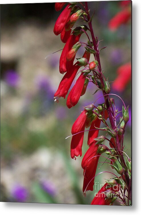 Flowers Metal Print featuring the photograph Penstemon by Kathy McClure