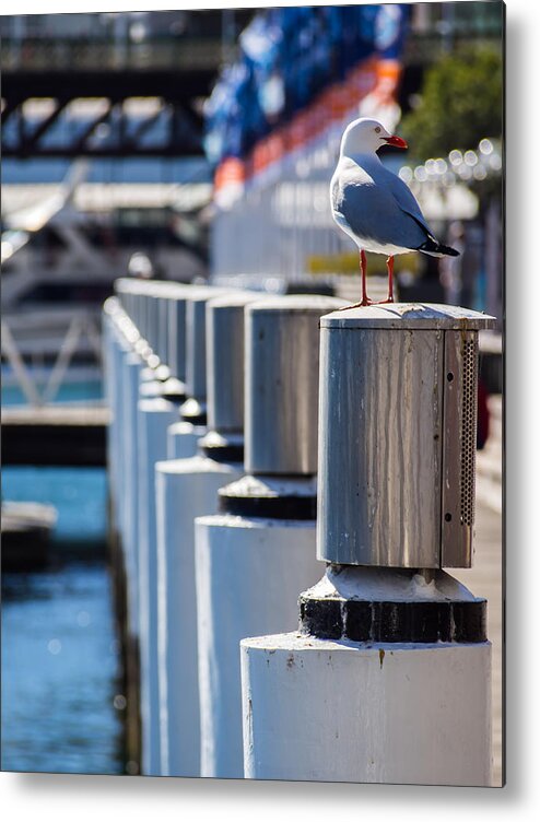 Seagull Metal Print featuring the photograph Perched by Kaleidoscopik Photography