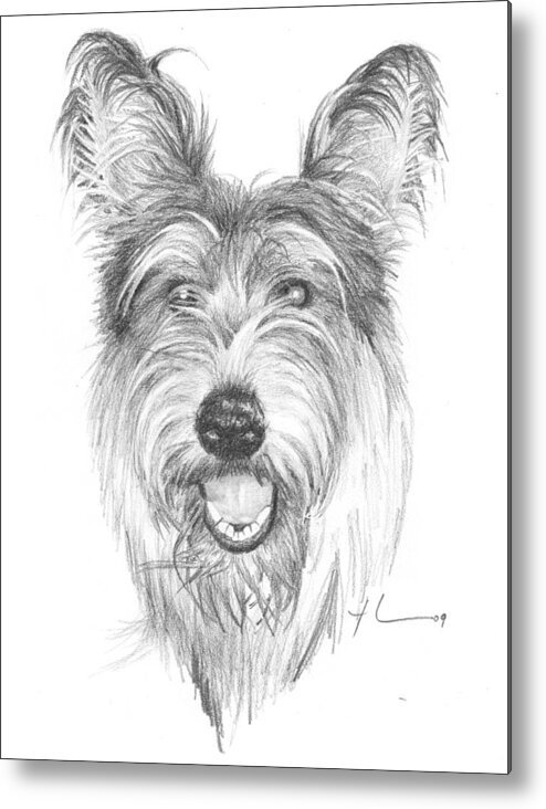 <a Href=http://miketheuer.com Target =_blank>www.miketheuer.com</a> Metal Print featuring the drawing Picardy Shepherd Dog Pencil Portrait by Mike Theuer