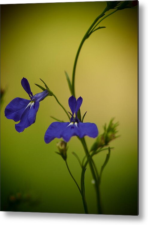 Flowers Metal Print featuring the photograph Pinhole View Of Lobelia by Dorothy Lee