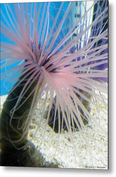 Anemone Metal Print featuring the photograph Pink Anemone by Kimmary MacLean