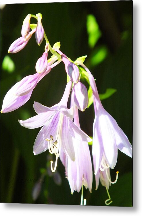 Flower Metal Print featuring the digital art Plantation Lily by Tg Devore