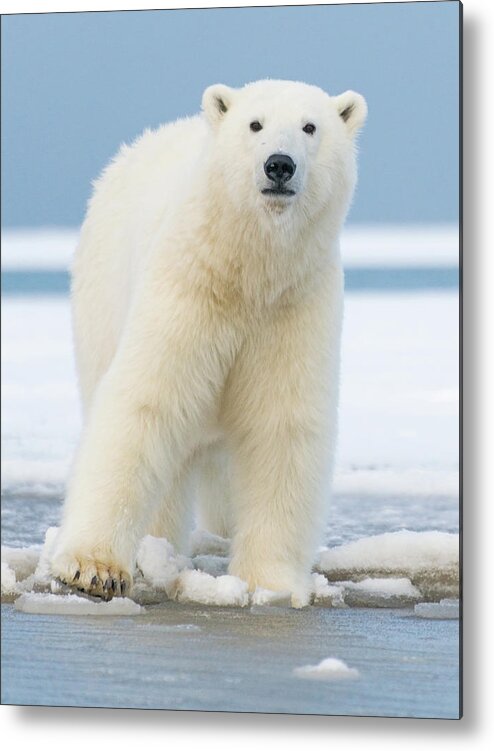 Bear Cub Metal Print featuring the photograph Polar_bear_6 by Dawn Wilson Photography