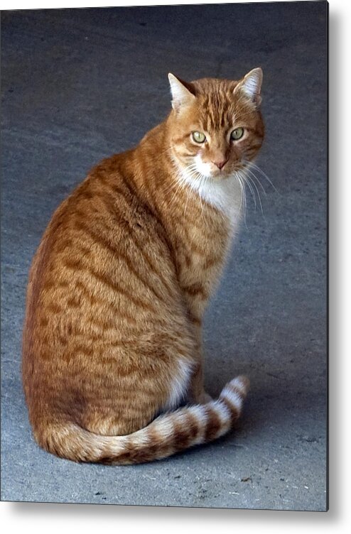 Stable Cat Metal Print featuring the photograph Portrait of George by Barbara J Blaisdell