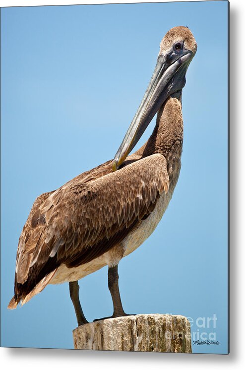 Posing Pelican Metal Print featuring the photograph Posing Pelican by Michelle Constantine