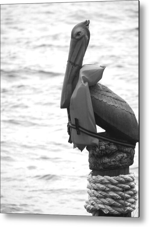 Pelican Metal Print featuring the photograph Prepared by Tom DiFrancesca