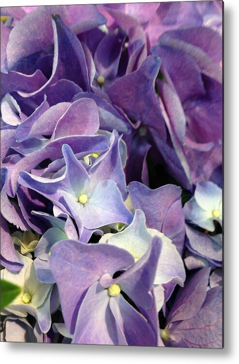 Hydrangeas Metal Print featuring the photograph Purple Hydrangeas by Marian Lonzetta